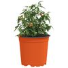 vidaXL Flower Pot 200 pcs Terracotta &Oslash; 15 x 13 cm Plastic