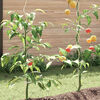 Product Thumbnail Image 4 of 9