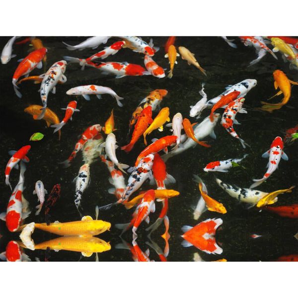 Velda (VT) Fish Food 2-Colour in Storage Box Pellet 3 mm 10 L