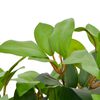 Product Thumbnail Image 2 of 2