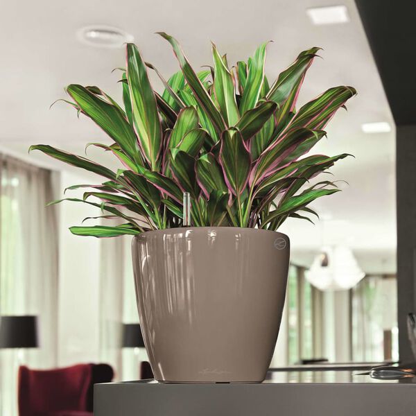 LECHUZA Planter CLASSICO LS 43 ALL-IN-ONE Taupe High Gloss 16085