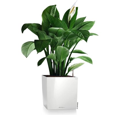 LECHUZA Planter CUBE 30 ALL-IN-ONE High-gloss White