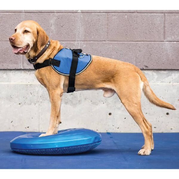 FitPAWS Pet Balance Disc 36 cm Blue