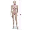 vidaXL Mannequin Women Round Head