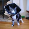 All Four Paws E-collar Comfy Cone XL 30cm Black