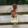 Esschert Design Squirrel Feeder 12.2x23x17.5 cm