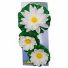 Ubbink 3 Piece Decorative Water Lilies Set White
