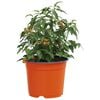 vidaXL Flower Pot 100 pcs Terracotta &Oslash; 10 x 8 cm Plastic