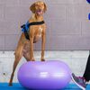 FitPAWS Pet Balance Ball TRAX Donut 55 cm Purple