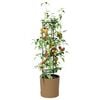 Product Thumbnail Image 3 of 6