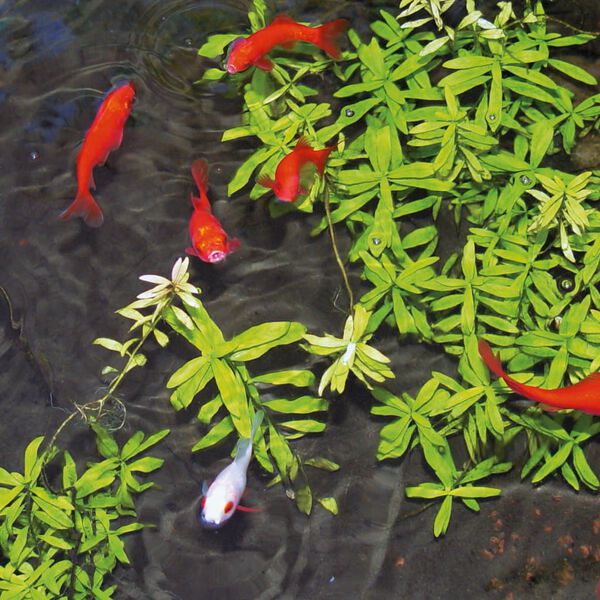 Ubbink Pond Water Treatment Aqua Clear 500 ml