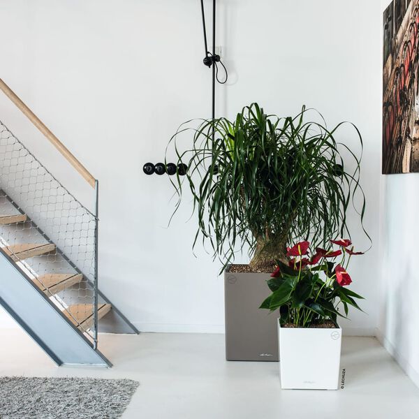 LECHUZA Planter CUBE 30 ALL-IN-ONE High-gloss White