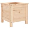 White_pine