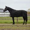vidaXL Horse Blanket Full Black 95 cm Polyester