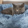 Scruffs Pet Bed Velvet Blue