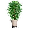 Product Thumbnail Image 2 of 7