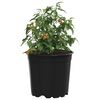 vidaXL Flower Pot 50 pcs Black &Oslash; 15 x 13 cm Plastic