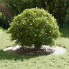 Product Thumbnail Image 3 of 9