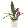 LECHUZA Planter ORCHIDEA ALL-IN-ONE Matt White