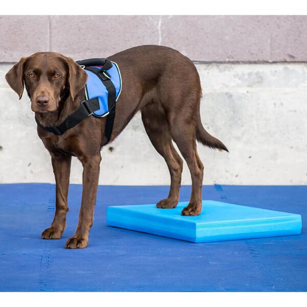 FitPAWS Pet Balance Pad 38x46x5 cm Blue