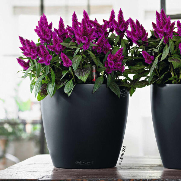 LECHUZA Planter CLASSICO Color 21 ALL-IN-ONE Slate