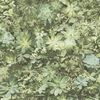 Noordwand Wallpaper Evergreen Succulent Green and Beige