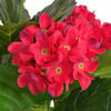 Product Thumbnail Image 2 of 3