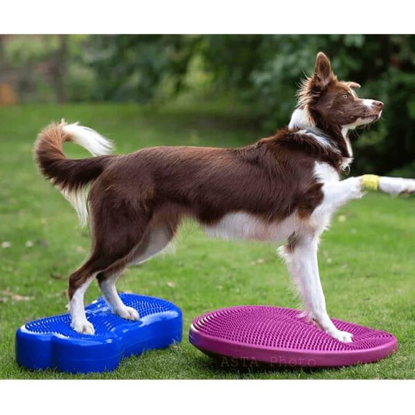 FitPAWS Pet Balance Disc 56 cm Razzleberry