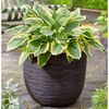 Capi Egg Planter "Nature Rib" 43x41 cm Dark Brown
