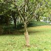 vidaXL Jute Roll 0,5x5 m 100% Jute 200 gsm