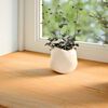 vidaXL Window Sills 2 pcs&nbsp;Light Brown 110x20x2 cm Solid Wood Oak