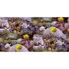 Noordwand Wallpaper Good Vibes Coral and Tropical Fish Yellow and Purple