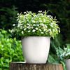 LECHUZA Planter Classico Color 28 ALL-IN-ONE White High Gloss 13190