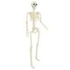 vidaXL Halloween Skeleton 2 pcs White 85 cm Polypropylene