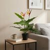 Product Thumbnail Image 2 of 6