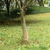 vidaXL Jute Roll 0,25x10 m 100% Jute 200 gsm