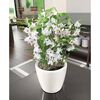 LECHUZA Planter CLASSICO LS 28 ALL-IN-ONE High-Gloss White 16040