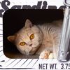 DISTRICT70 Cat Scratcher/Cave SARDINE White