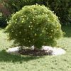 Product Thumbnail Image 3 of 9