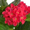 vidaXL Artificial Hydrangea Plant with Pot 60 cm Red