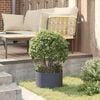 vidaXL Garden Planter 5 pcs Anthracite 30 x 30 x 20 cm