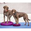FitPAWS Pet Balance Disc 56 cm Razzleberry