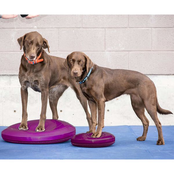 FitPAWS Pet Balance Disc 56 cm Razzleberry
