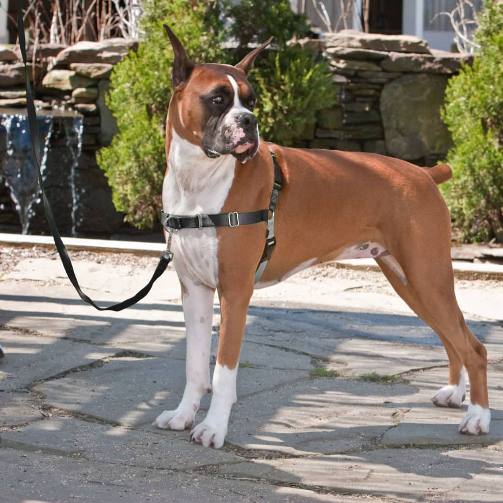 PetSafe Dog Harness Easy Walk M Black